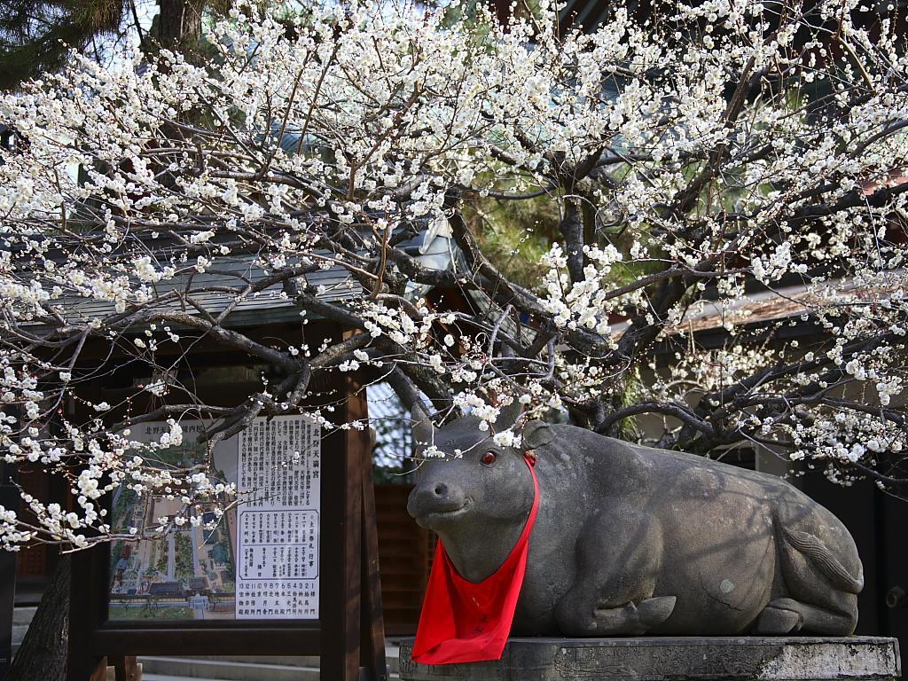 Guesthouse Iloha Kyoto Dış mekan fotoğraf